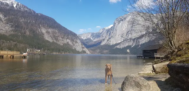 Ein Hund steht am Ufer einens Sees, im Hintergrund eine Gebirgskette