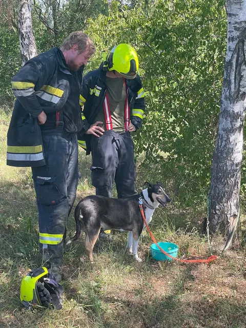 Auch ein Hund wurde von den Einsatzkräften aus dem im Bachbett liegenden Fahrzeug gerettet. | Foto: Bezirksfeuerwehrkommando Güssing