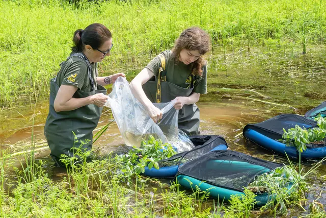 Doris Preininger und Susanne Stückler, PhD vom Tiergarten beim Ansiedeln der Kaulquappen in den Netzkäfigen | Foto: Daniel Zupanc