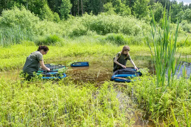  Doris Preininger und Susanne Stückler, PhD vom Tiergarten beim Ansiedeln der Moorfrosch-Kaulquappen | Foto: Daniel Zupanc