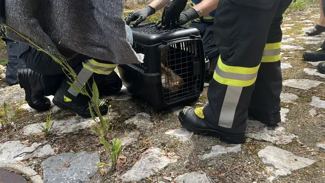 Das Reh soll nun aufgepäppelt und wieder freigelassen werden. | Foto: ffmoedling.at