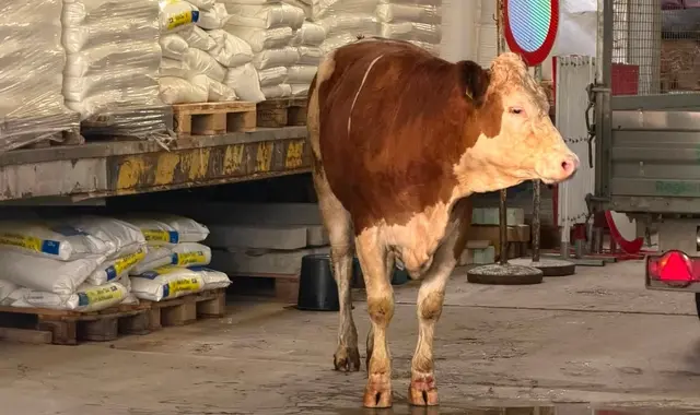 Die Kuh in der Lagerhalle | Foto: Tierheim Freistadt