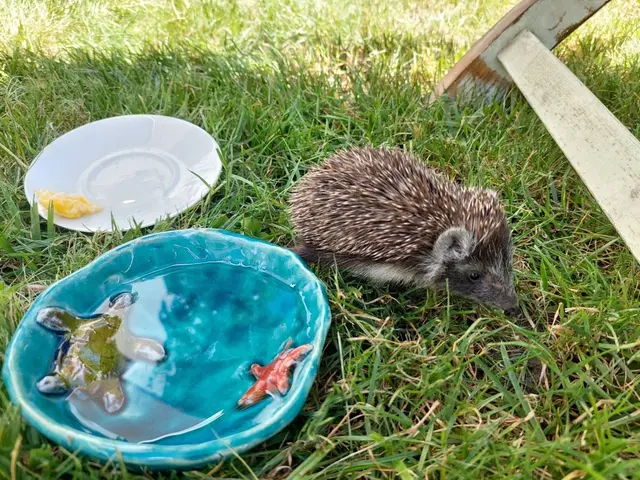 Bei Familie Chalusch aus Mauerbach sind dezeit zwei schwache Igelkinder in Pflege.  | Foto: Claudia Chalusch