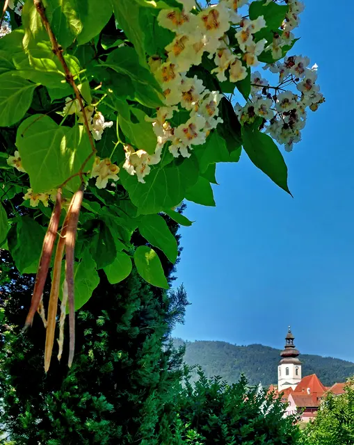 Gewöhnlicher Trompetenbaum