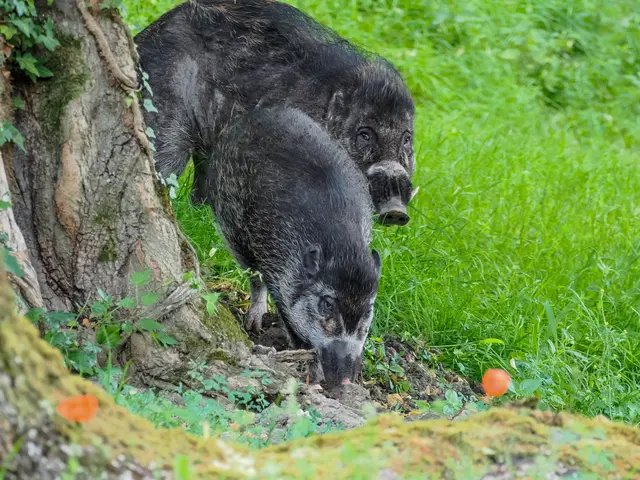 Die zwei Visaya Pustelschweine erkunden bereits ihren neuen Lebensraum. | Foto: Angelika Köppl