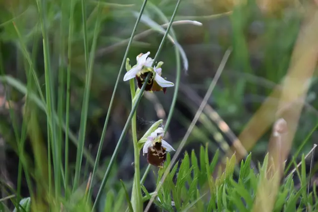 Die Hummel-Ragwurz (Ophrys holoserica) ist eine Orchidee. | Foto: Preineder