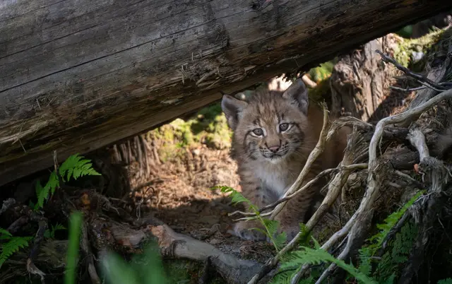 Der aktuelle Nachwuchs ist bereits der neunte Wurf der beiden.  | Foto: Wilder Berg