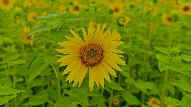 Sonnenblumenfeld
