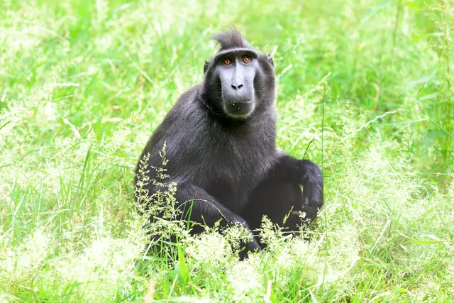 Schopfmakake Kera wartet noch auf Artgenossen. | Foto: Artis Zoo Amsterdam