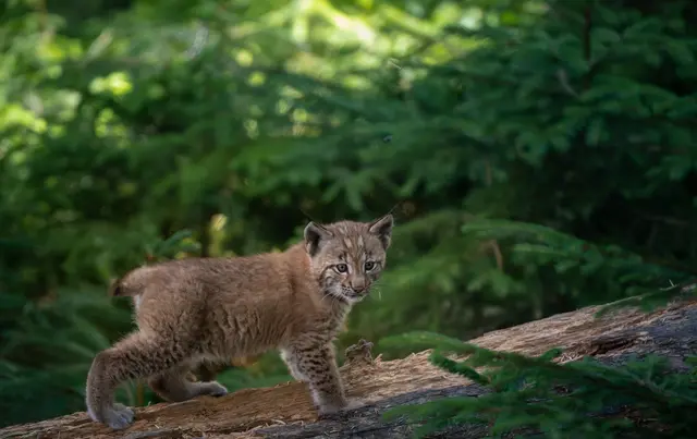 Mit etwas Glück können Besucherinnen und Besucher die beiden Luchsjungtiere bereits bei ihren ersten Entdeckungstouren beobachten und so ein ganz besonderes Naturerlebnis am Wilden Berg in Mautern genießen. | Foto: Wilder Berg