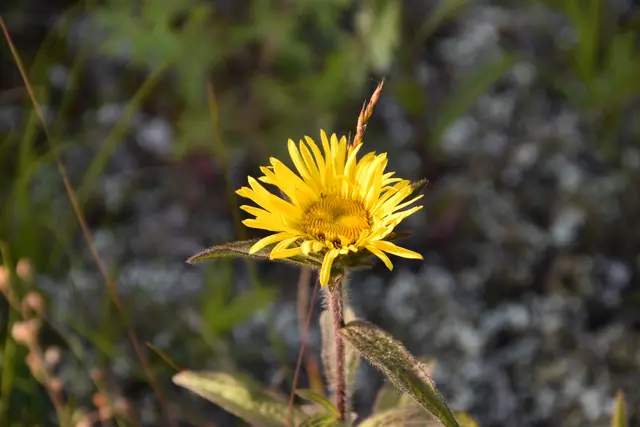 Der Raue Alant oder Rauhaarige Alant (Pentanema hirtum). | Foto: Preineder