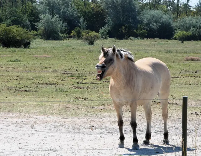 "Ein lachendes Pferd sieht man auch nicht jeden Tag" schreibt Regionautin Christine Jaiczay. | Foto: Christine Jaiczay