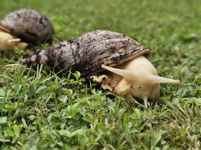 Ausreichend Luftfeuchtigkeit sowie richtige Temperaturen sind den Schnecken besonders wichtig. | Foto: Tierheim Linz 