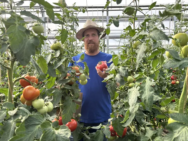 Gärtnermeister Simon Wednig in seinem Tomatenhaus.