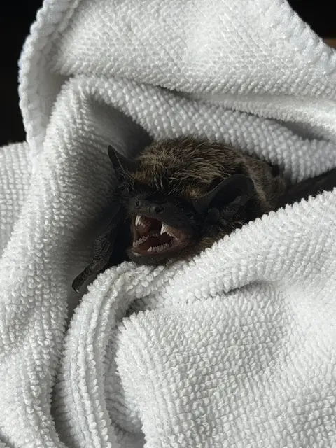 Nicht anfassen! Die Zähne der zierlichen Fledermaus sind sehr spitz.  | Foto: Privat 