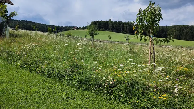 Eine Wiese