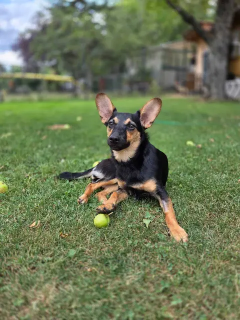Dolly ist eine neun Monate kleine Pinschermischlingshündin mit nur 6 kg.
Dolly ist sehr menschenbezogen, anhänglich, verschmust, liebt Kinder und verträgt sich mit anderen Hunden. Dolly bellt gerne, darum wird sie nicht in eine Wohnung vermittelt.

Da sie eine Verletzung am Bein hat, wird sie noch operiert. Interessenten können sich aber gerne schon zu Besuch kommen.

Kontakt: 0699/11287394 | Foto: Pfotenhilfe Tulln