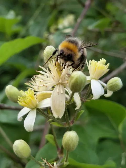 Hummel auf Gemeiner Waldrebe | Foto: H.Bachinger