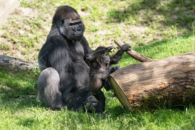 Foto: Zoo Schmiding / Sterns