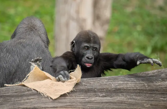 Foto: Zoo Schmiding / Sterns
