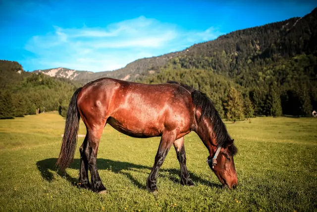 Ein Pferd wurde Ende Juni von einer Weide in Leutasch gestohlen. (Symbolbild) | Foto: pexels / Tobi