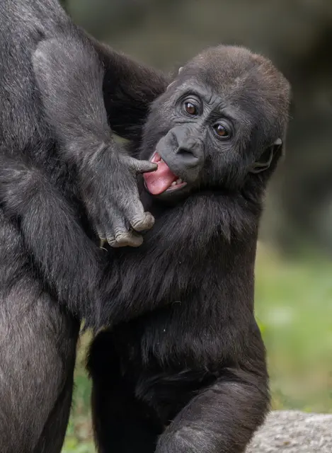 Foto: Zoo Schmiding / Sterns