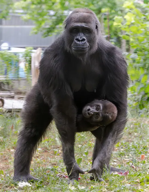 Foto: Zoo Schmiding / Sterns