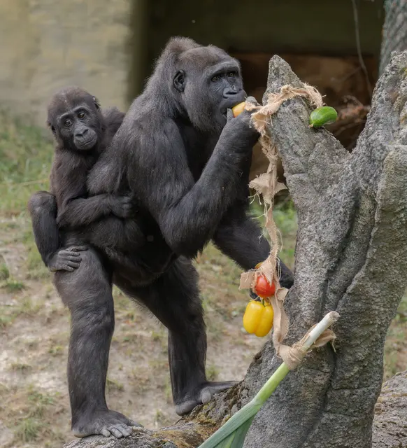 Foto: Zoo Schmiding / Sterns