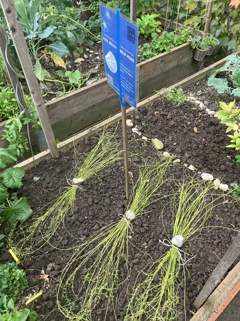 Foto: Tigergarten