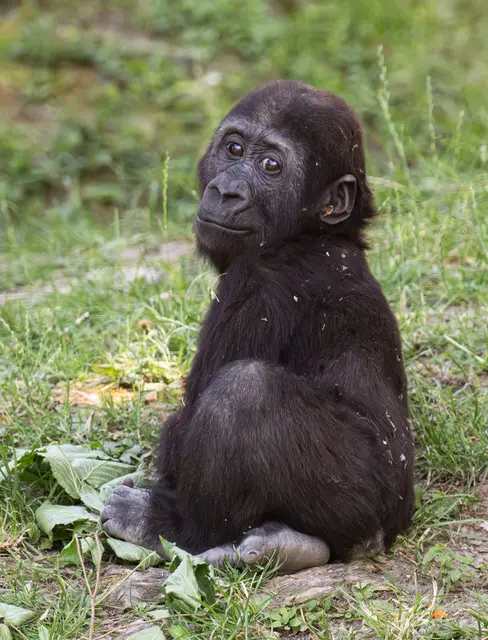 Foto: Zoo Schmiding / Sterns