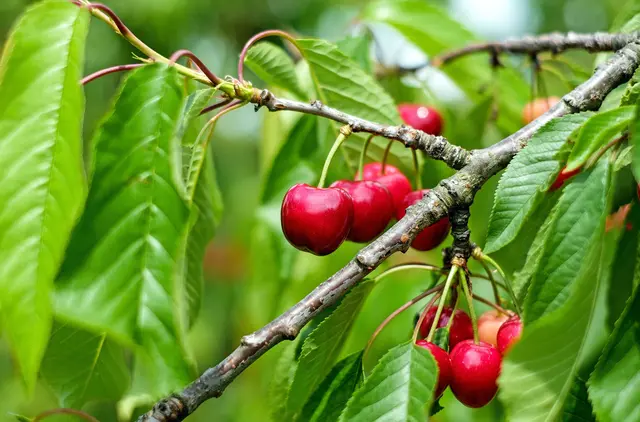 Während der Kirschernte brach ein Ast des Baumes und löste den folgenschweren Sturz aus. (Symbolbild) | Foto: Pixabay