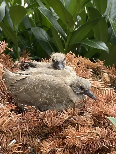 Die beiden Taubenküken wurden vom Maibaum in einen Strauch umgesiedelt. | Foto: Aurach am Hongar
