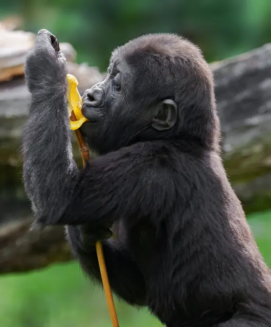 Foto: Zoo Schmiding / Sterns
