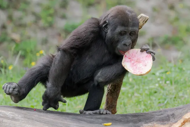 Zu seinem zweiten Geburtstag überraschten die Pfleger im Zoo Schmiding Gorillanachwuchs Jabari mit einer speziellen "Torte". | Foto: Zoo Schmiding / Sterns