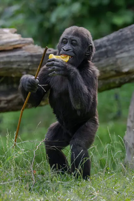 Jabari ließ sich sein Geburtstagsgeschenk sichtlich schmecken. | Foto: Zoo Schmiding / Sterns