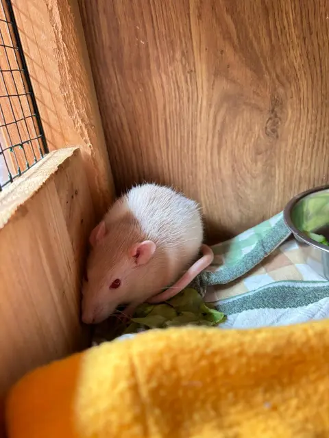 Foto: Tierheim Ternitz