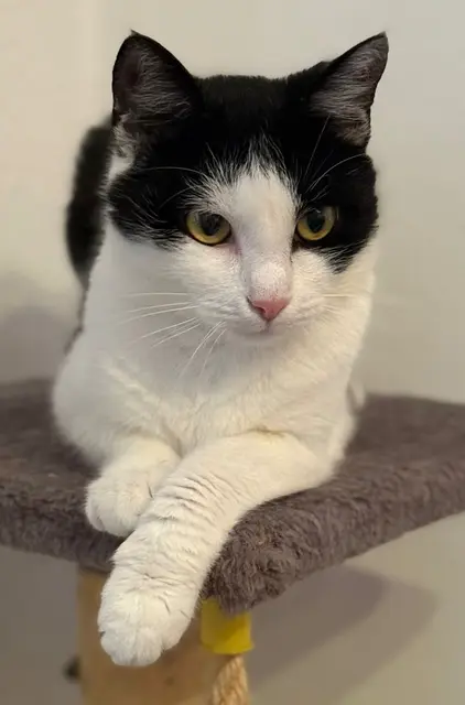 Essi ist eine neugierige, ca. zwei Jahre junge Katzendame, die fremden Menschen gegenüber anfangs vorsichtig ist.

Sie sucht ein Zuhause bei bereits vorhandenen Katzen oder bringt einen ihrer Freunde mit.

Kontakt: 0676/4178874 | Foto: Pfotenhilfe Tulln