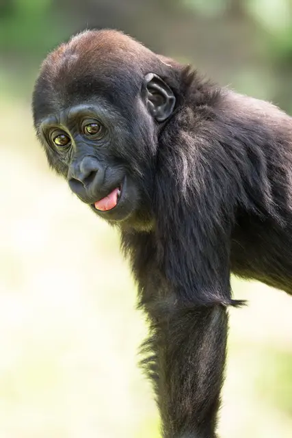 Foto: Zoo Schmiding / Sterns