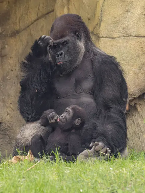 Der zweijährige Gorilla Jabari mit seinem Vater, Silberrücken Awembe. | Foto: Zoo Schmiding / Sterns