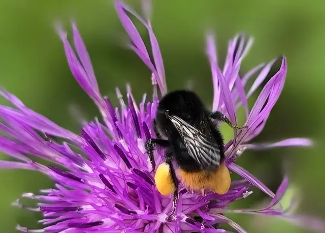 Mit vollem Pollenkörbchen unterwegs: Diese fleißige Hummel fotografierte Regionautin Margarete Czerwinski in Scheibbs. | Foto: Margarete Czerwinski
