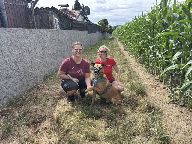 Rüde Shadow sucht ein sportliches Zuhause. Maulkorb trägt er, weil er einen Listenhund in sich trägt.  | Foto: Handlfinger/Wagner