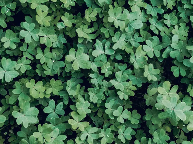 Symbolbild Glück | Foto: pexels / Romina BM