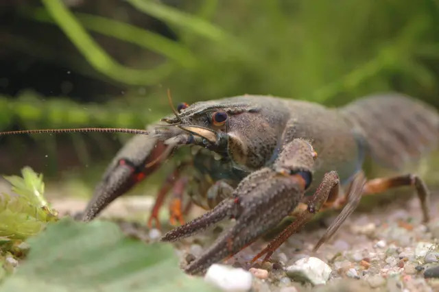 Lendorf trägt zum Erhalt des heimischen Edelkrebses bei. (Symbolfoto) | Foto: stock.adobe.com/bunteWelt