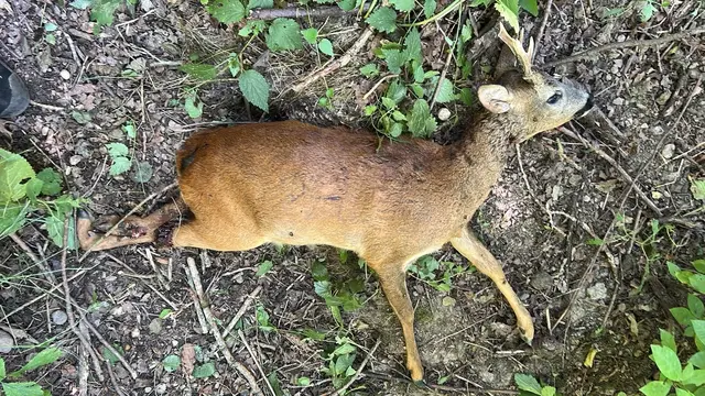 Dem Rehbock wurden beide Hinterläufe abgefahren, er schleppte sich heute noch mühselig aus dem Maisfeld Richtung Bach. | Foto: Friedrich Pöttinger