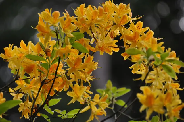 Die Blüten erinnern an jene des Almrausches. Deshalb bezeichnen Botaniker die Pflanze als Rhododendron luteum Sweet.  | Foto: Gemeinde Lendorf