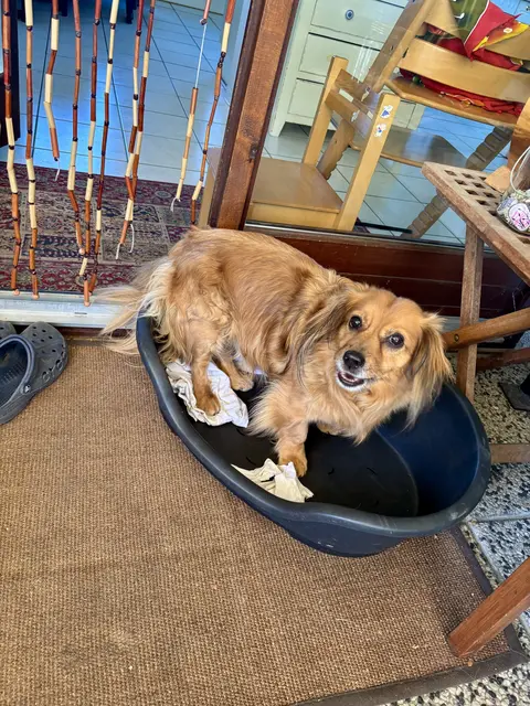 Hund im Körbchen