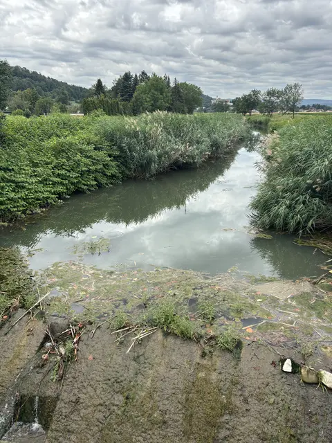 Ein Anstieg der Wassertemperatur um vier Grad zerstört eine ganze Fischregion. | Foto: Lauren Fahrenberger / MeinBezirk