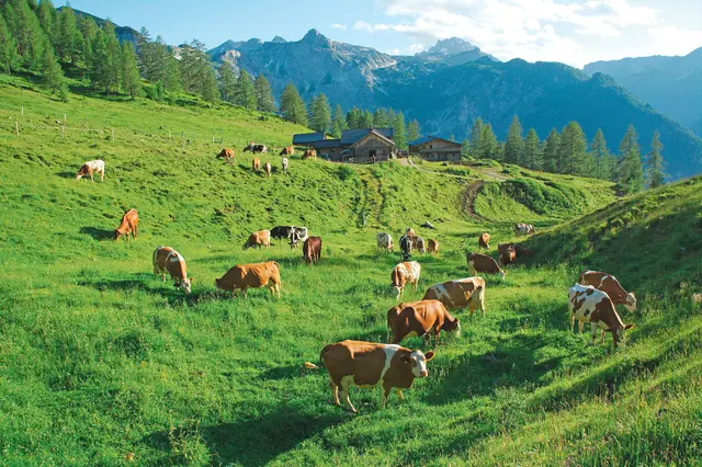 Foto: LWK Salzburg