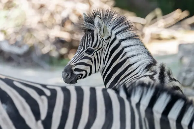 Das Hengstfohlen wurde im Mai im Tiergarten Schönbrunn geboren. | Foto: Daniel Zupanc