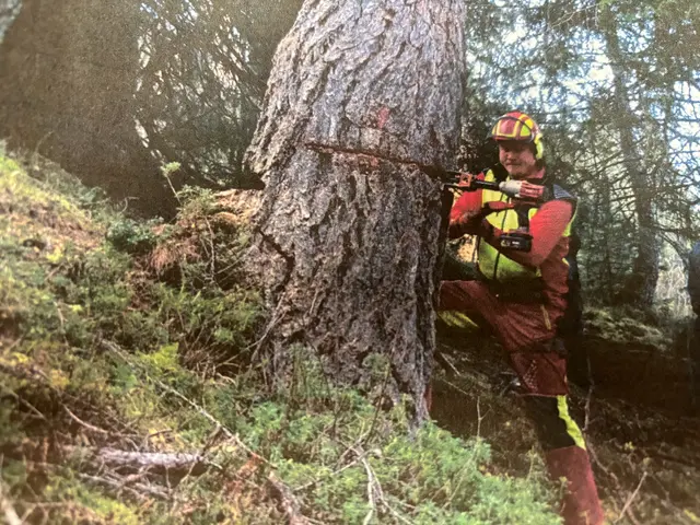 Der Experte schritt fachkundig zur Tat: Waldaufseher Matthias Saurer fällte den Baum. | Foto: E. Saurer
